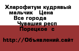 Хларофитум кудрявый мальчик › Цена ­ 30 - Все города  »    . Чувашия респ.,Порецкое. с.